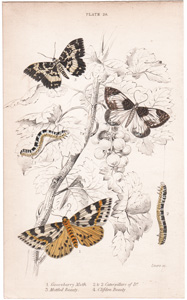 28 gooseberry moth